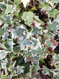 庭にシンボルツリーで植えているヤマボウシの葉に黒い点が現れ 園芸相談q A みんなの趣味の園芸