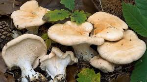 Image result for Hylodesmum repandum