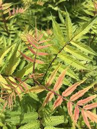 Sorbaria Sorbifolia Sem Ash Leaf False Spirea Picture Courtesy Of Progressive Plants Employee Sk Ash Leaf Plants Plant Catalogs