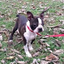 Favorite this post may 31 rat terrier mixes to good. Boston Terrier Puppies Johannesburg Pets Lovers