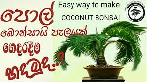How To Make Coconut Bonsai In Sri Lanka Coco Bonsai Secrets In Sinhala Coconut Bonsai Sinhala Youtube
