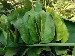 Image result for Tiliacora