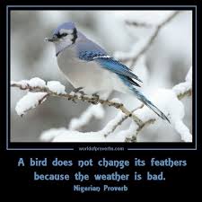 Famous Quotes A Bird Does Not Change Its Feathers Just Because The Weather Is Bad Nigerian Proverb 15027 Blue Jay Bird Blue Jay Winter Bird