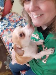 Welcoming new mastiff puppy after pet loss