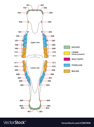 Construction Of A Horse Teeth Dental Formula