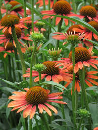 A Horticultural Hotch Potch From Rhs Wisley Ending The First Visit This Week To These Extraordinary Gardens I Returned Th Echinacea City Garden Flower Garden