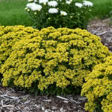 Image result for Sedum