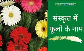 Flowers name list in hindi. à¤¸ à¤¸ à¤• à¤¤ à¤® à¤« à¤² à¤• à¤¨ à¤® Flowers Name In Sanskrit Hindi English
