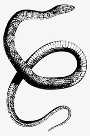 Banded Water Snake Reptile Drawing Coral Reef Snakes - Snake Drawing  Transparent PNG Image | Transparent PNG Free Download On SeekPNG