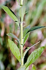 Image result for Erigeron sumatrensis