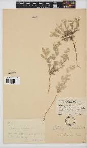 Image result for Helichrysum cephaloideum