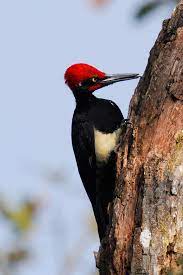 Mainly black with a red crest, black and white stripped face, white stripe down the neck, and white wing linings. White Bellied Woodpecker Wikipedia