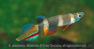 Someone Ate My Clown Killi Tropical Discussion Aquarium Fish Freshwater Fish Aquarium Fish Tank