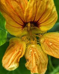 Image result for Tropaeolaceae