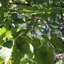 Image result for Hildegardia