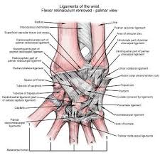 Ligaments Of The Wrist Joints Anatomy Hand Therapy Wrist Anatomy