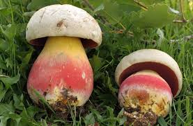 Dia mungkin kelihatan seperti gambaran yang menyelerakan, tetapi beracun, atau bunyi seperti cendawan dahsyat, tetapi selamat dan lazat. Semua Yang Anda Perlu Ketahui Mengenai Cendawan Beracun Berkebun Hidup