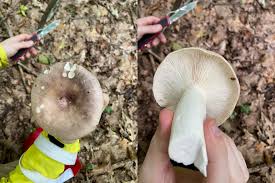 Image result for Russula variata