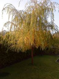 Le saule blanc, saule commun, saule argenté, osier blanc, ou saule vivier (salix alba l.), est un arbre de la famille des salicacées. Trauerweide Salix Babylonica Var Pekinense Pendula Baumkunde Forum
