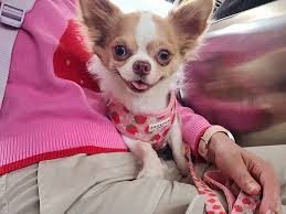 My 2 babies are 11 years old today!! Why is having chihuahuas literally  like having 2 furry little best friends!? 🥰🫶