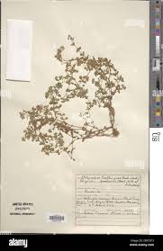 Image result for Polycarpon prostratum