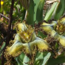 Image result for Ferraria