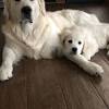 A game of fetch, a trip to the dog park, going on a hike, or going swimming are great activities to do with your golden retriever. 1
