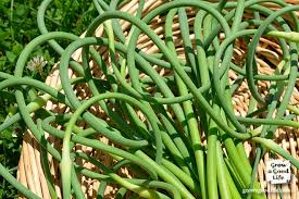 Without garlic and ginger, chinese cooking would not be the same. 10 Ways To Use Garlic Scapes