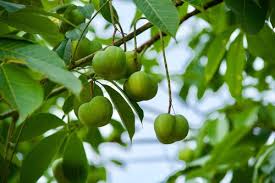 Image result for Hevea brasiliensis