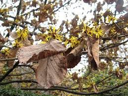 Image result for Hamamelis mollisi