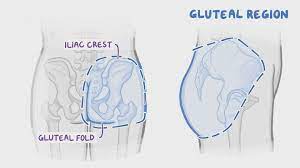 Muscles of the gluteal region and posterior thigh | Osmosis