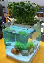 How do i plant my aquarium plants? China A260 Amphibious Aquarium Water Plants Fish Tank China Aquarium Tank And Fish Tank Price