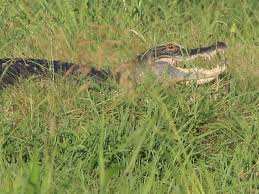 Alligator Prices In 2024: What You Need To Know - Berry Patch Farms