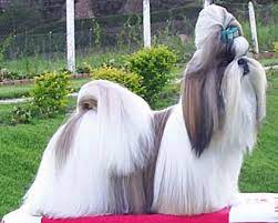 Crate train your shih tzu. Shih Tzu Wikipedia