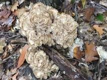 Is hen-of-the-woods the same as chicken of the woods?