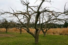 Image result for pruning plum trees