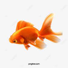 Goldfish Peces Ornamentales Material Goldfish Pescado Peces Ornamentales Png Y Psd Para Descargar Gratis Pngtree Poisson Image Png Creature De Mer Profonde