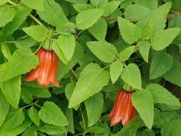 Image result for Canarina