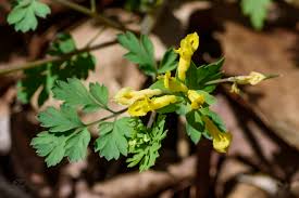 Image result for Fumariaceae