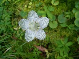 Image result for Swertia brownii