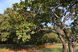 Image result for Combretum collinum