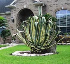 Image result for Agave americana