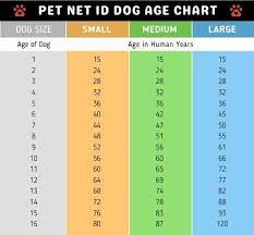 How Long Do Shetland Sheepdogs Live Shetland Sheepdog Age Calculator Shetland Sheepdog Age Chart Pet Net Id