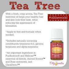 Tea Tree Essential Oil Real Food Rn Tea Tree Essential Oil Tea Tree Oil For Acne Tea Tree Oil Benefits