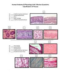 One of the most helpful ways to understand the body is to understand the muscles that move it. Human Anatomy Physiology Unit 3 Part 2 Review Worksheet Body Tissues