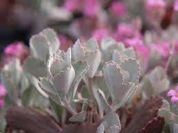 Image result for Kalanchoe pumila