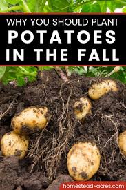 Planting Potatoes How To Plant Potatoes In The Fall In 2020 Planting Potatoes Fall Plants Fall Garden Vegetables