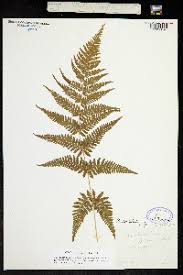 Image result for Ctenitis cirrhosa