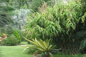 Tiger Grass Ornamental Planting Tiger Grass Plants Tropical Garden