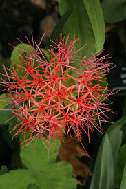 Image result for Scadoxus cinnabarinus